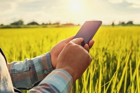 Hands touching a smartphone in a field - Code for Development - Inter American Development Bank - IDB